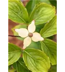 Jap.Blumen-Hartriegel 'Claudia' - Cornus kousa 'Claudia'