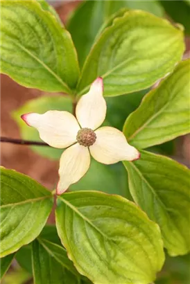 Jap.Blumen-Hartriegel 'Claudia' - Cornus kousa 'Claudia'