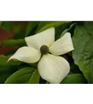 Jap.Blumen-Hartriegel 'Claudia' - Cornus kousa 'Claudia'