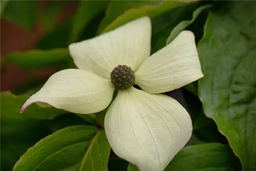 Jap.Blumen-Hartriegel 'Claudia' - Cornus kousa 'Claudia'