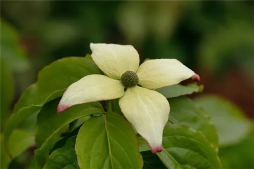 Jap.Blumen-Hartriegel 'Claudia' - Cornus kousa 'Claudia'