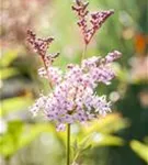 Garten-Mädesüß - Filipendula rubra 'Venusta'