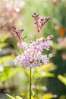 Garten-Mädesüß - Filipendula rubra 'Venusta'