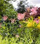 Garten-Mädesüß - Filipendula rubra 'Venusta'