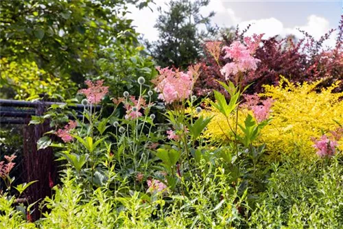 Garten-Mädesüß - Filipendula rubra 'Venusta'