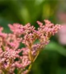 Garten-Mädesüß - Filipendula rubra 'Venusta'