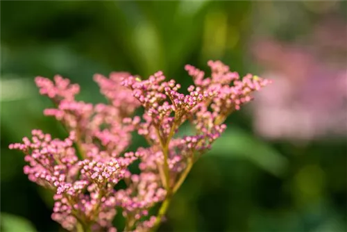 Garten-Mädesüß - Filipendula rubra 'Venusta'