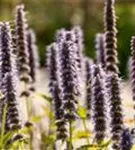 Garten-Duftnessel - Agastache rugosa 'Blue Fortune'