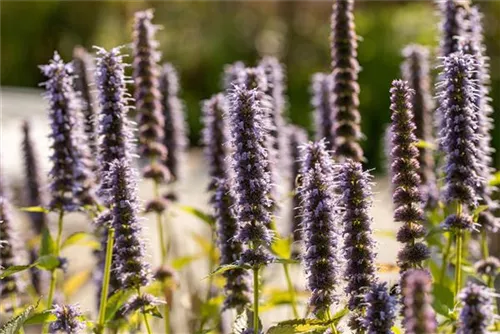 Garten-Duftnessel - Agastache rugosa 'Blue Fortune'