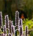 Garten-Duftnessel - Agastache rugosa 'Blue Fortune'