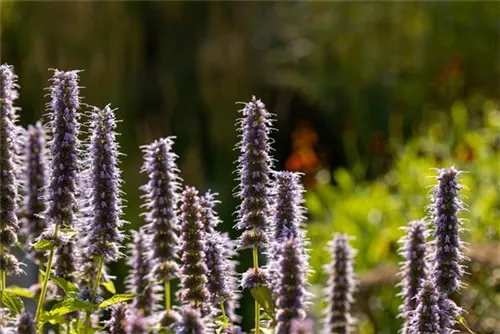 Garten-Duftnessel - Agastache rugosa 'Blue Fortune'