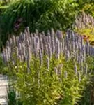 Garten-Duftnessel - Agastache rugosa 'Blue Fortune'