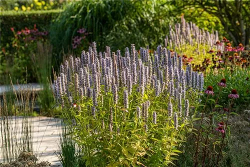 Garten-Duftnessel - Agastache rugosa 'Blue Fortune'