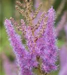 Arends Garten-Prachtspiere - Astilbe x arendsii 'Amethyst'