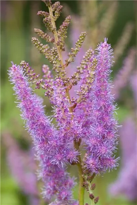 Arends Garten-Prachtspiere - Astilbe x arendsii 'Amethyst'