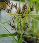 Langes Zypergras - Cyperus longus ssp.longus