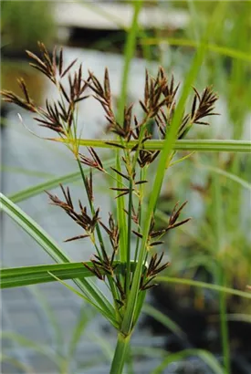 Langes Zypergras - Cyperus longus ssp.longus