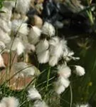 Schmalblättriges Wollgras - Eriophorum angustifolium