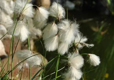 Eriophorum angustifolium - Schmalblättriges Wollgras