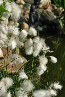 Schmalblättriges Wollgras - Eriophorum angustifolium