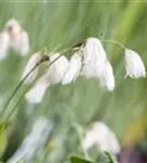 Schmalblättriges Wollgras - Eriophorum angustifolium