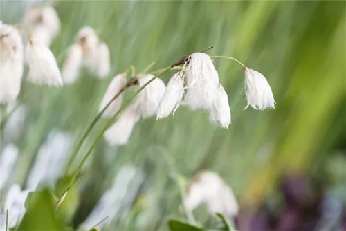 Schmalblättriges Wollgras - Eriophorum angustifolium