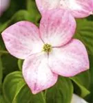 Jap.Blumen-Hartriegel 'Satomi' -R- - Cornus kousa 'Satomi' -R-