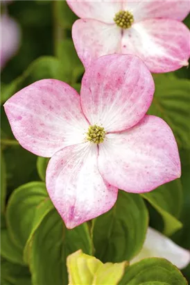 Jap.Blumen-Hartriegel 'Satomi' -R- - Cornus kousa 'Satomi' -R-