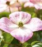 Jap.Blumen-Hartriegel 'Satomi' -R- - Cornus kousa 'Satomi' -R-