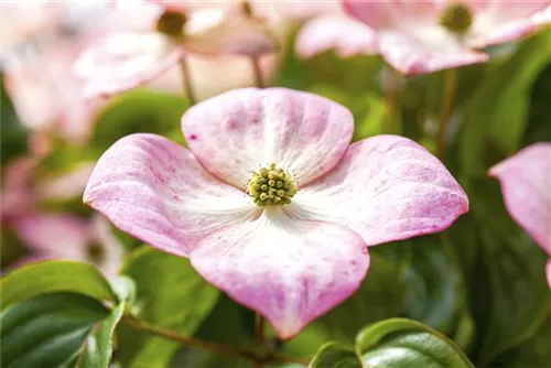 Jap.Blumen-Hartriegel 'Satomi' -R- - Cornus kousa 'Satomi' -R-