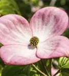 Jap.Blumen-Hartriegel 'Satomi' -R- - Cornus kousa 'Satomi' -R-