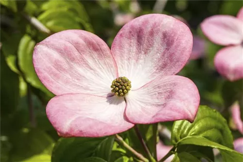 Jap.Blumen-Hartriegel 'Satomi' -R- - Cornus kousa 'Satomi' -R-