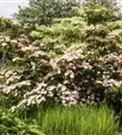 Jap.Blumen-Hartriegel 'Satomi' -R- - Cornus kousa 'Satomi' -R-