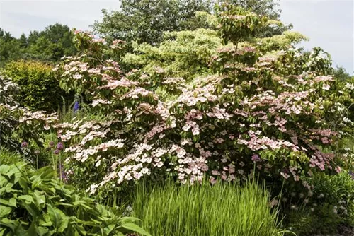 Jap.Blumen-Hartriegel 'Satomi' -R- - Cornus kousa 'Satomi' -R-