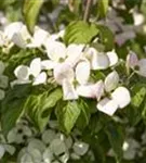 Jap.Blumen-Hartriegel 'Satomi' -R- - Cornus kousa 'Satomi' -R-