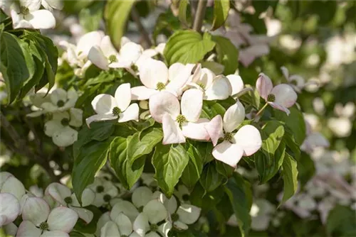 Jap.Blumen-Hartriegel 'Satomi' -R- - Cornus kousa 'Satomi' -R-