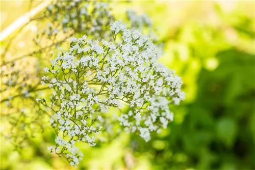 Sumpf-Mädesüß - Filipendula ulmaria