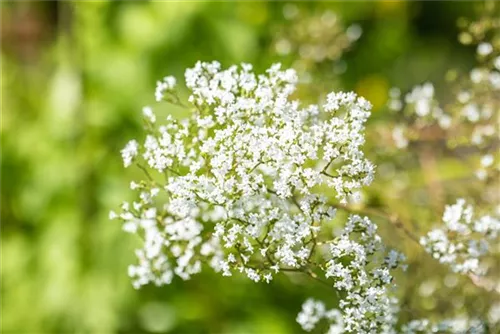 Sumpf-Mädesüß - Filipendula ulmaria