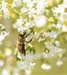 Sumpf-Mädesüß - Filipendula ulmaria