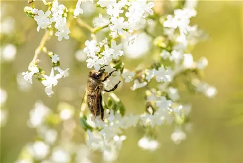 Sumpf-Mädesüß - Filipendula ulmaria