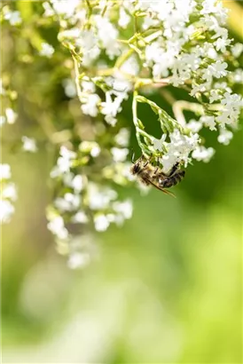 Sumpf-Mädesüß - Filipendula ulmaria