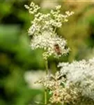 Sumpf-Mädesüß - Filipendula ulmaria