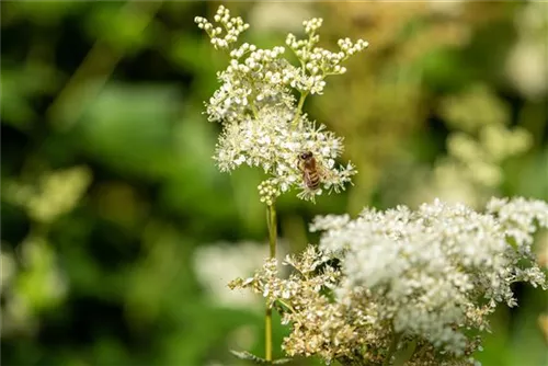 Sumpf-Mädesüß - Filipendula ulmaria