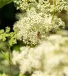 Sumpf-Mädesüß - Filipendula ulmaria