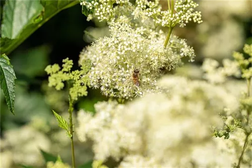 Sumpf-Mädesüß - Filipendula ulmaria