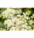 Knollen-Rüsterstaude - Filipendula vulgaris