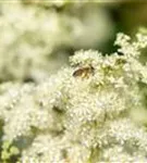 Sumpf-Mädesüß - Filipendula ulmaria