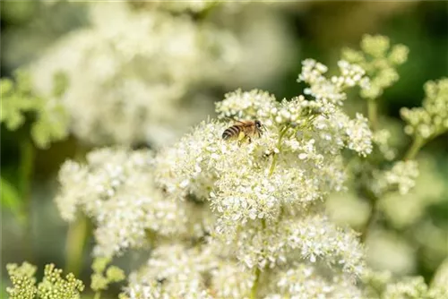 Knollen-Rüsterstaude - Filipendula vulgaris