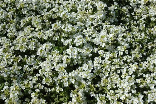 Garten-Gänsekresse - Arabis caucasica 'Schneehaube'