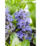 Kriechender Günsel - Ajuga reptans